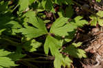 Tall thimbleweed